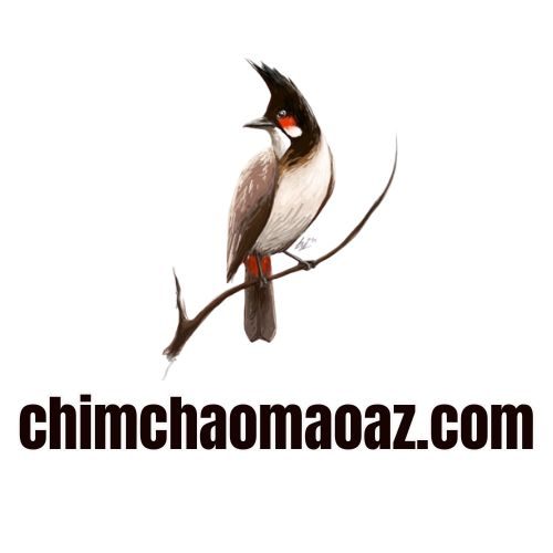 chimchaomaoaz.com